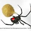 His mate might decide to eat him, so he needs to find out whether she's black widow spiders get their name from the females' cannibalistic tendencies, but actually female western black widows only eat courting males. Https Encrypted Tbn0 Gstatic Com Images Q Tbn And9gctqn5zs46nf5ym8glkg95mmz6n2g0cqyo9r9l1twm1pctdbhscy Usqp Cau