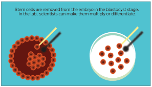Stem Cells Explained What Are They And How Do They Work