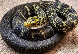 Chinese King Rat Snake Elaphe Carinata By Cheyenne Filz Rat Snake Snake Beautiful Snakes