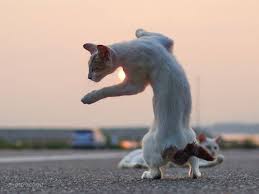 stray cats captured in martial arts poses by hiroyuki hisakata ninja cats cat photography cats