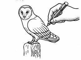 Whether you're at home, work, school, etc. How To Draw A Barn Owl Countryfile Com
