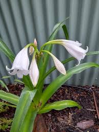 Image result for Crinum lugardiae