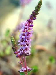 Image result for Rotala tenella