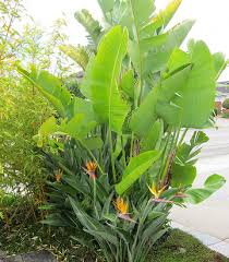 Maybe you would like to learn more about one of these? Bananas And Birds Of Paradise Tropical Landscaping Plants Birds Of Paradise