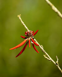 Image result for Priva flabelliformis