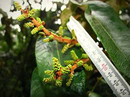 Image result for Polyscias fulva