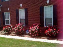 Spray your roses about every 7 to 10 days when mildew is a problem. Gardening Tips Caring For Knock Out Roses Candace Shaw