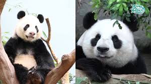 In a media release on sunday, the wildlife reserves singapore (wrs) said that the cub's gender is yet to be determined and will be announced later. Pandas Kai Kai And Jia Jia Ready For Mating Today