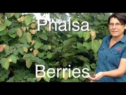 Image result for Grewia inaequilatera