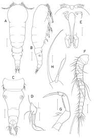 Image result for Astripomoea