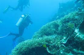 Istilah ini tidak hanya ditujukan untuk ikan, tetapi juga untuk penangkapan hewan air lainnya seperti mollusca, cephalopoda. Menangkap Ikan Dengan Bahan Peledak Dapat Merusak Lingkungan Karena