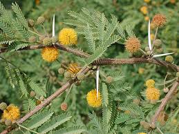 Image result for Acacia schweinfurthii