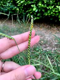 Image result for Brachychloa