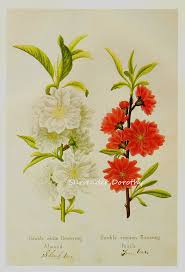 Your peach flowers tree stock images are ready. Double White Flowering Almond Crimson Peach Prestele Vintage Etsy Vintage Botanical Prints Botanical Prints Poster Prints