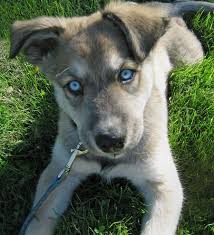 German shepherd can beat a pitbull and even overpower it. 10 German Shepherd Pitbull Mix Ideas Pitbull Mix German Shepherd Puppies