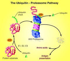 Proteasome inhibitors are a type of drug that prevents proteasomes, the garbage disposal system of the cell, from chewing up excess proteins. Protein Degradation By The Ubiquitin Proteasome Pathway In Normal And Disease States American Society Of Nephrology