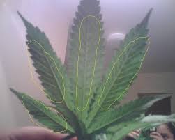 Maybe you would like to learn more about one of these? Rust Spots On Leaves Help Thcfarmer Cannabis Cultivation Network
