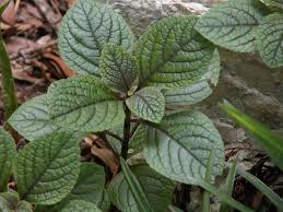 We did not find results for: Photo Of The Leaves Of Speckled Spur Flower Plectranthus Ciliatus Posted By Seedfork Garden Org
