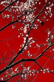Black And White Cherry Blossoms Wallpaper Cherry Blossom Red Background Google Search Red Wallpaper Red Background Aesthetic Colors