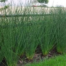 Image result for Juncus exsertus