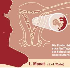 Vielleicht können diese tipps aus dem video helfen, das baby zum bewegen zu animieren. Embryonalentwicklung Was Ein Baby Im Bauch Schon Alles Lernen Kann Welt