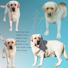 Puppies have been to our licensed vet for their first vaccinations up to date on shots and de wormed. Yellow Lab Puppies 1 English Yellow Labs Yellow Lab Puppies For Sale In Wisconsin