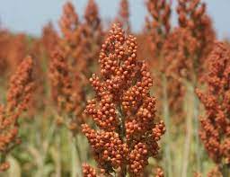 Milo Plant Pictures Milo Plant Plant Pictures Bird Seed Agriculture