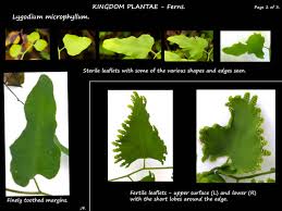 Image result for Lygodium microphyllum