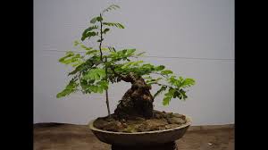 Read more about bonsai care at miami tropical bonsai!! Tamarind Bonsai Trees Youtube