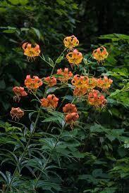 Plant native to western north carolina. Early Summer Adventure On The Blue Ridge Parkway Western North Carolina 2019 07 14 Jim Fowler Photography