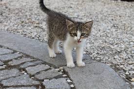 While the ideal adoption age may vary somewhat from breed to breed, and even among individual kittens within a breed or a litter, most kittens should not be taken away from their mothers before 12 weeks of age, and a kitten should never be separated from its family before it is 10 weeks old. What To Do When You Find A Kitten Cat Adoption Team