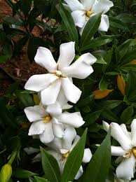 Maybe you would like to learn more about one of these? Gardenia Mine Are In Full Bloom Now In Maryland June 24 The Scent Is Heavenly And Just One Bloom In Each Rooms Beautiful Flowers White Flowers Plant Structure