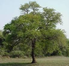 Image result for Acacia nigrescens