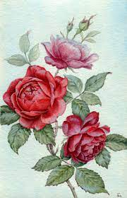 2,556 rose botanical illustration premium high res photos. Artstation Red Roses Botanical Illustration Jenny Thalheim