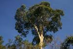 Image result for Sterculia appendiculata