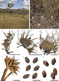 Image result for Diplacrum africanum