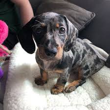 Morpeth, northumberland (6 miles from scotland gate) we have for sale 2 female miniature dachshunds, 1 black and tan, 1 chocolate and tan. Dachshund Puppies For Sale Lakeman Daschund Puppies Home In 2021 Dachshund Puppies For Sale Dachshund Puppies Daschund Puppies