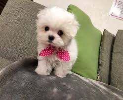 マルチーズ - 子犬や子猫たちのペット販売情報が満載「ペットステーション」