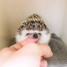 Pin By Miffy I On Hedgie Love Hedgehog Animal Cute Baby Animals Cute Little Animals