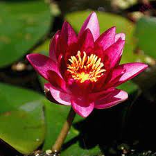English To Urdu Dictionary Meaning Of Lotus In Urdu Is کمل گل نيلوفر هدم کنول