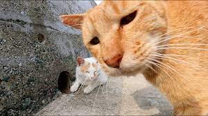 Cats looking into the hole start fighting - YouTube