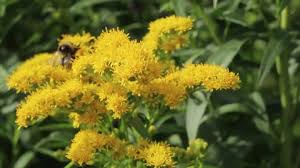 Maybe you would like to learn more about one of these? Solidago Canadensis Canada Goldenrod With Stock Footage Video 100 Royalty Free 4639232 Shutterstock