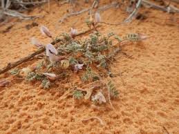 Image result for Acacia rovumae