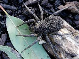 We did not find results for: Woman Discovers Massive Wolf Spider With Hundreds Of Babies On Its Back In Garden The Independent
