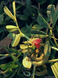 Image result for Indigofera circinella