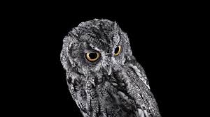 If you'd like to simulate the results produced by specific films or film/developer combinations, reach for exposure from alien skin. Wallpaper Birds Animals Simple Background Nature Bird Of Prey Beak Wing Fauna 1920x1080 Px Black And White Monochrome Photography Vertebrate Close Up Great Grey Owl 1920x1080 Wallup 727461 Hd Wallpapers Wallhere
