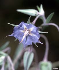 Image result for Trichodesma zeylanicum