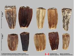 Image result for Cichorium intybus