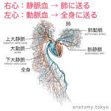 心臓は a 血 が流れる右心系と b 血 が流れる左心系に分けられる 解答 a 静脈血 b 動脈血 心臓は静脈血が流れる右心系と 動脈血が流れる左心系に分けられます 心臓は右心房 右心室 左心房 左心室からそれぞれどんな血管が出入りしているのかを覚え