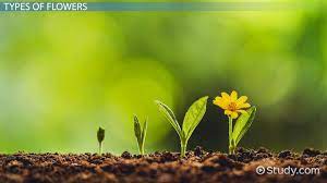 The most common genus, phalaenopsis, is what is typically seen in home gardens and containers. Flower Lesson For Kids Parts Facts Video Lesson Transcript Study Com